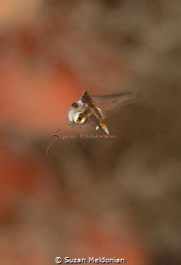 Just born, damsel fish juveniles by Suzan Meldonian 